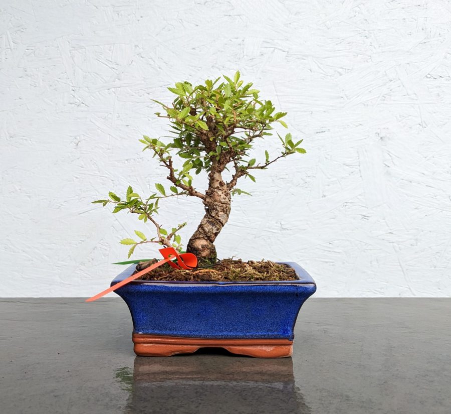 Cork Bark Elm ulmus parvifolia corticosa bonsai tree Devon Bonsai Nursery