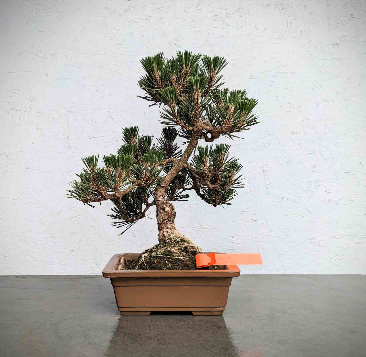 Dwarf Japanese Black Pine