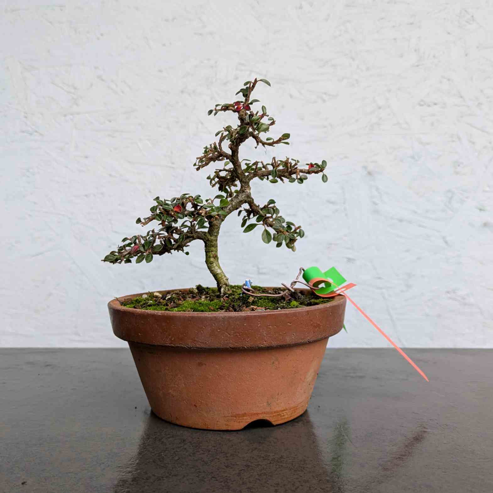 Deciduous Cotoneaster