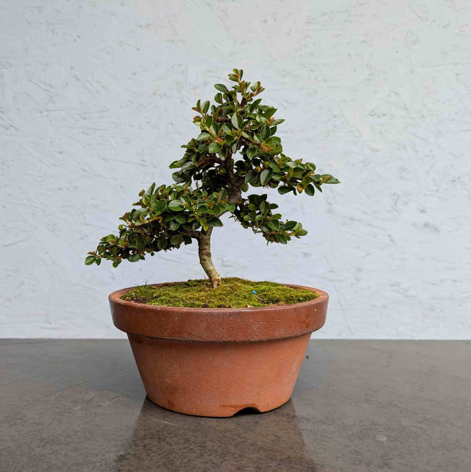 Deciduous Cotoneaster