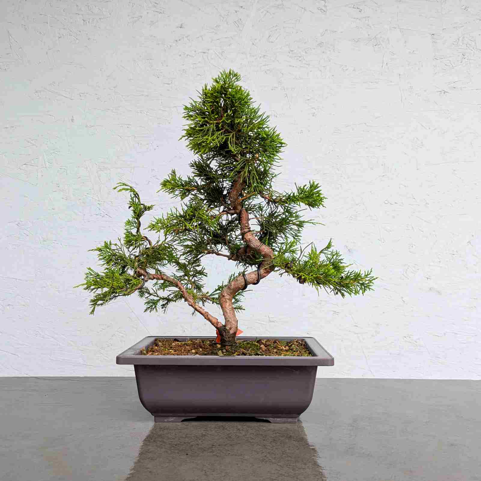 Itoigawa Juniper