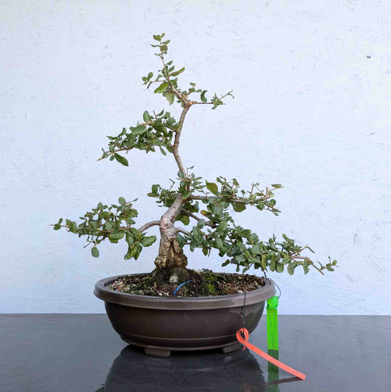 Cork Oak