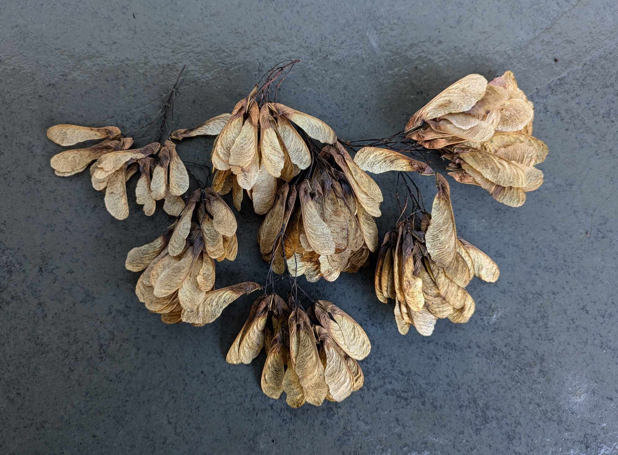Amur Maple Seeds