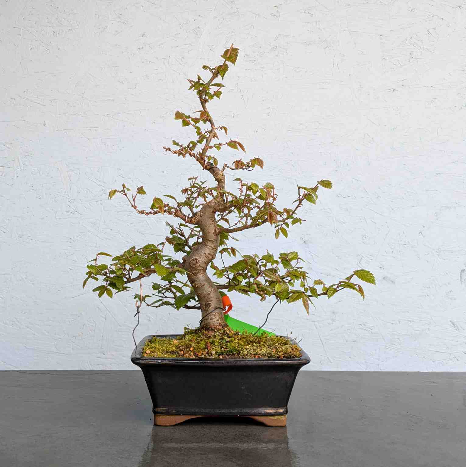 Zelkova (Japanese Grey-Bark Elm)