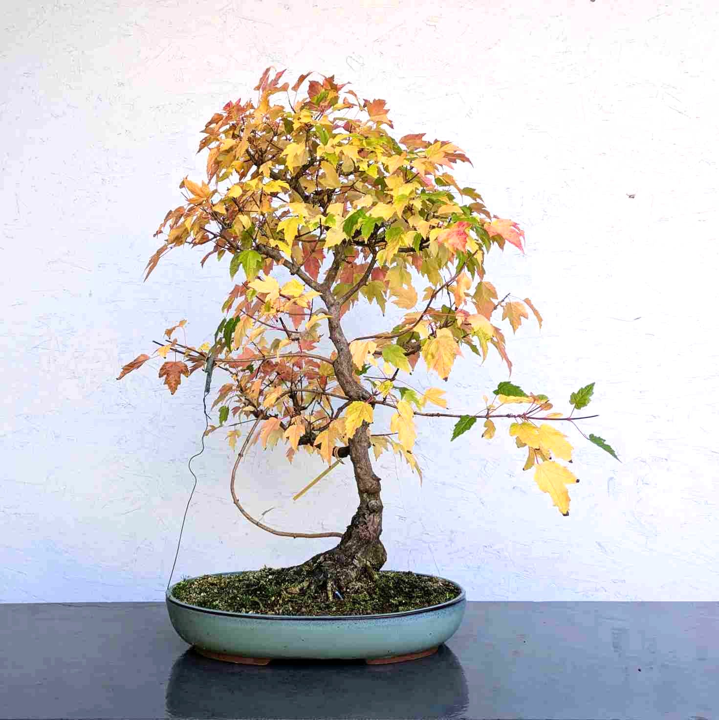 Amur Maple