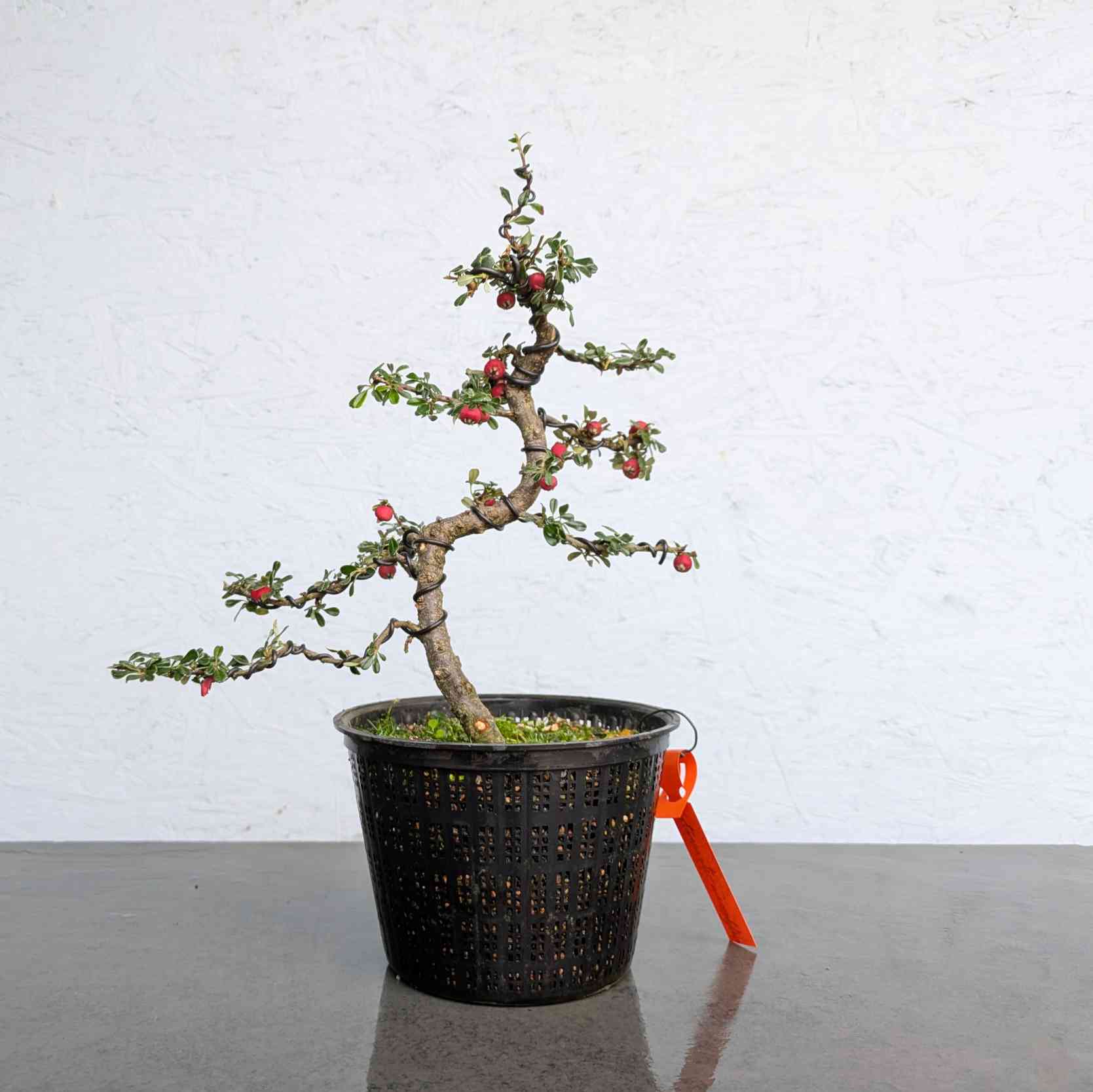 Evergreen Cotoneaster