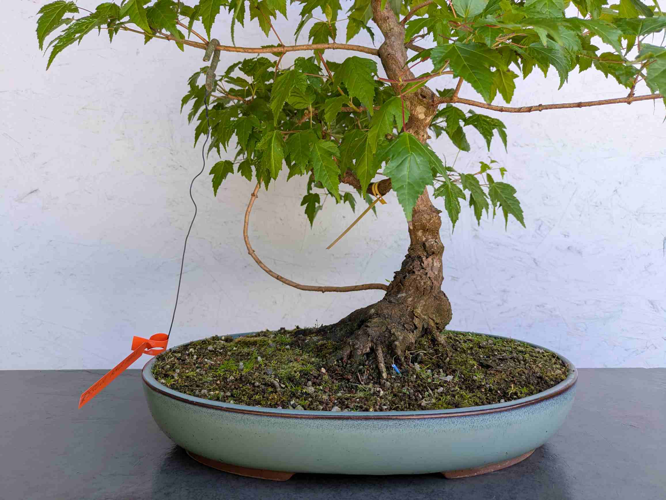 heirloom bonsai Mini Bonsai Starter Kit main image 1