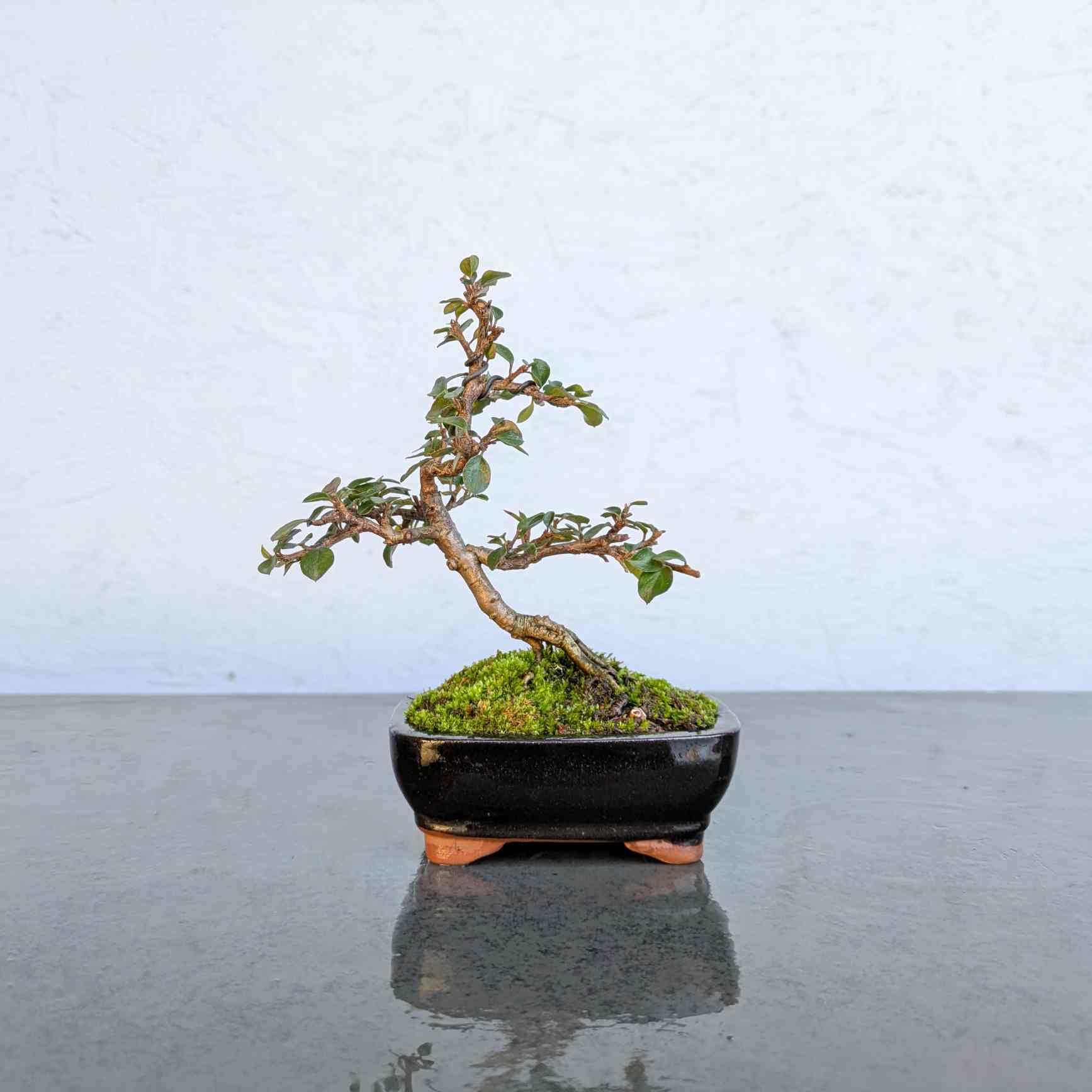 Deciduous Cotoneaster