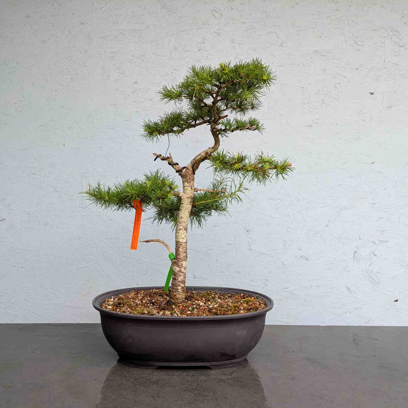 Japanese Hybrid Larch