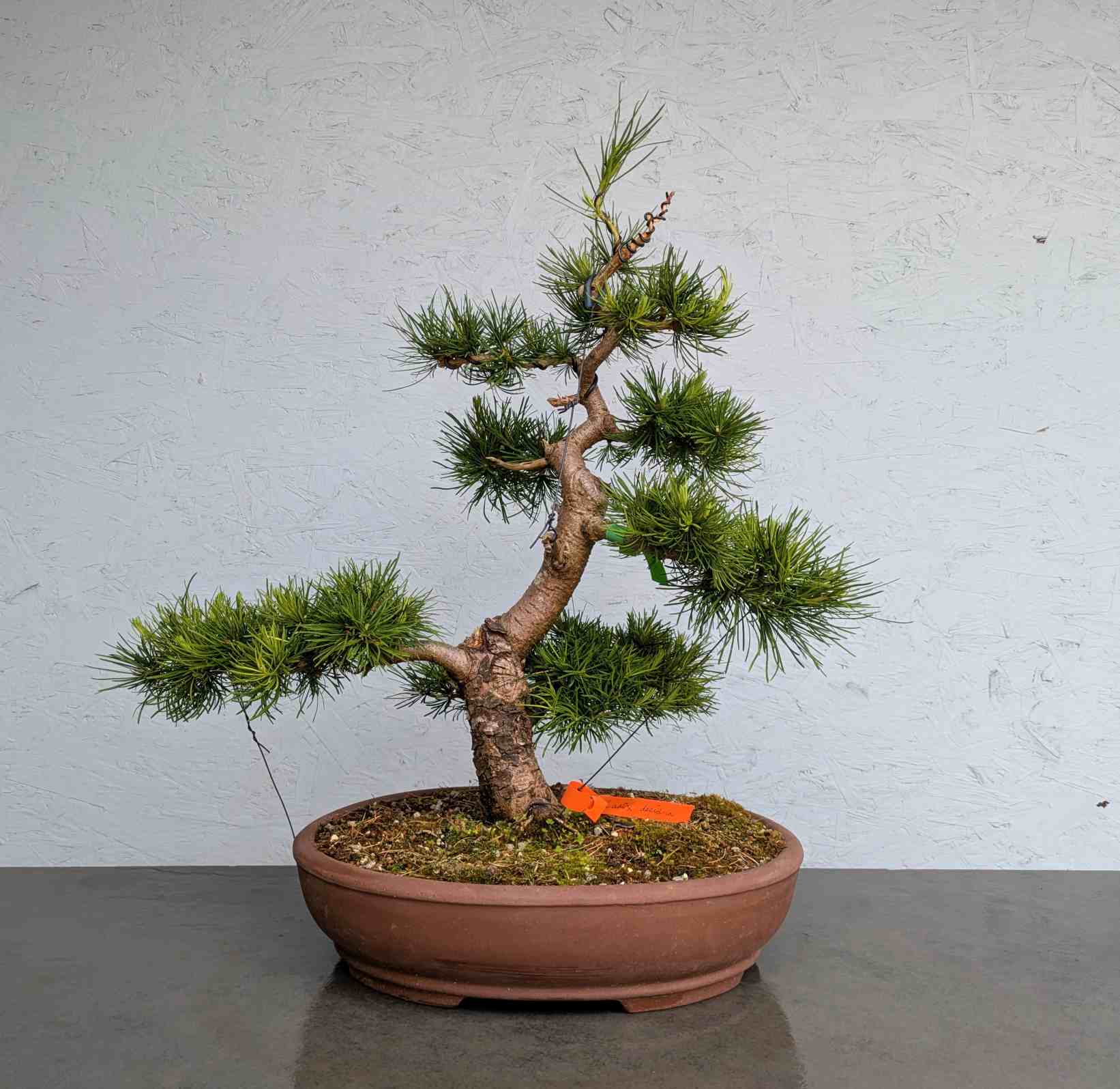 European Larch