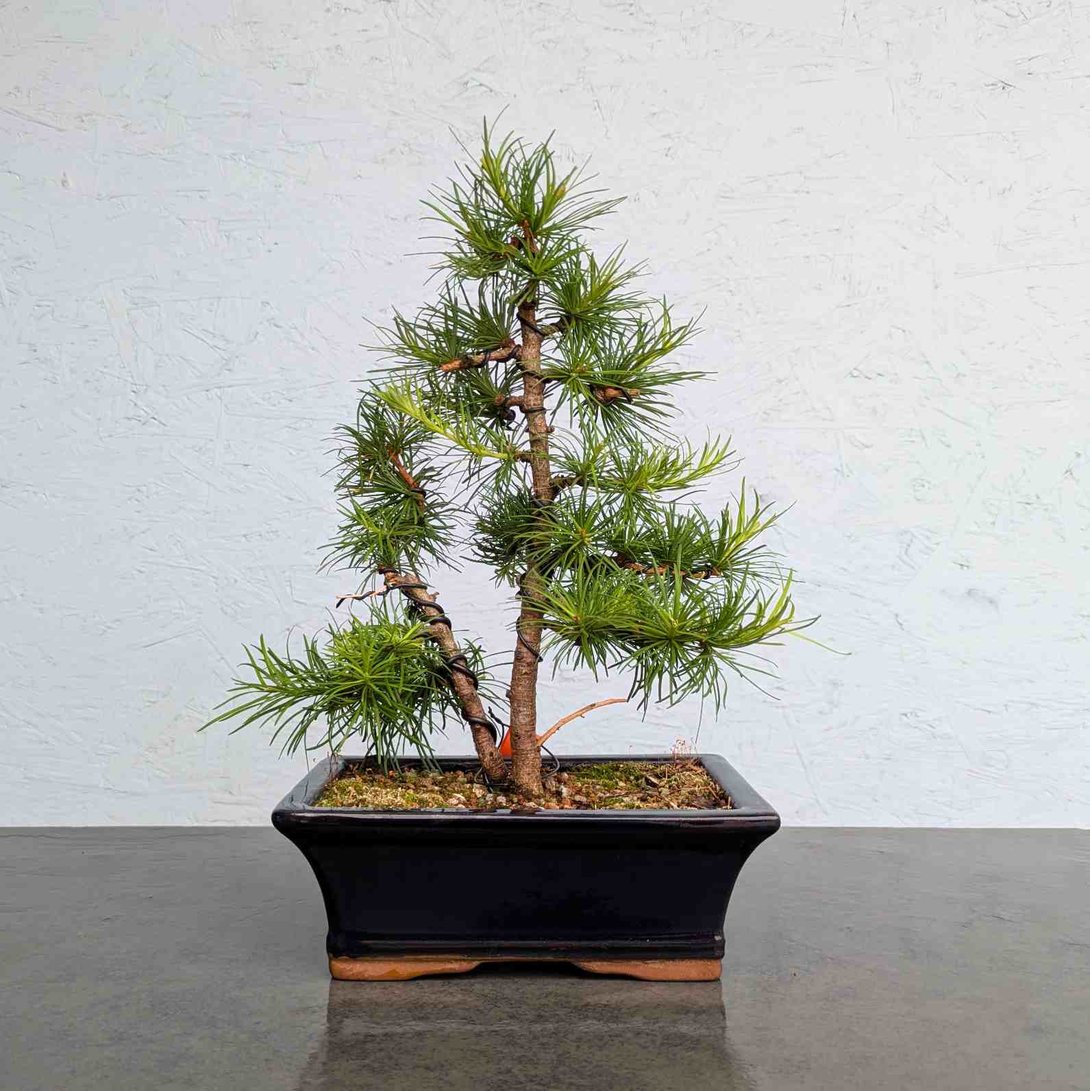 European Larch