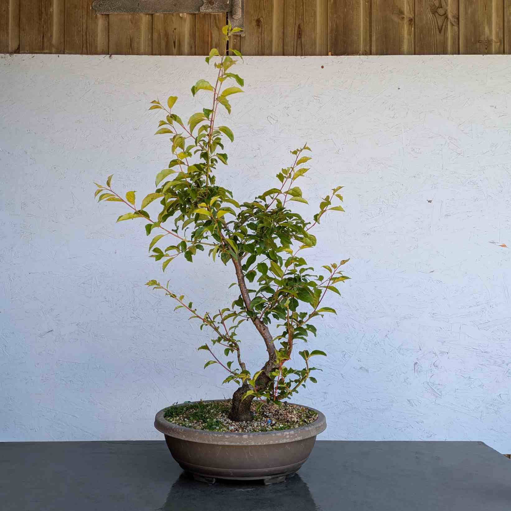 Cherry Plum