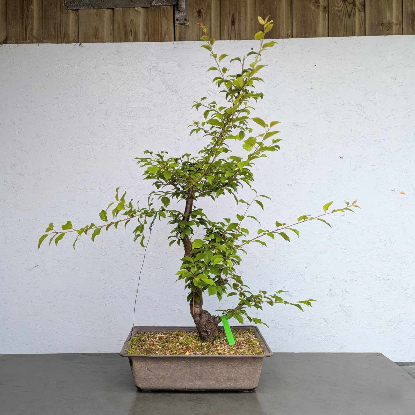 Cherry Plum