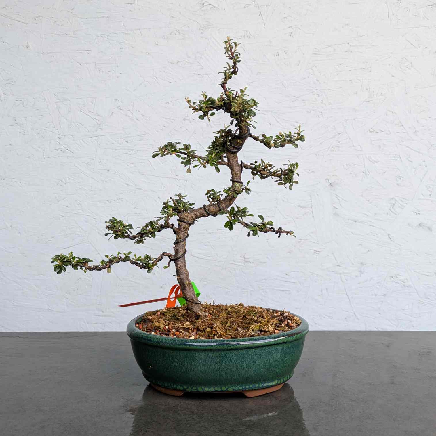 Evergreen Cotoneaster