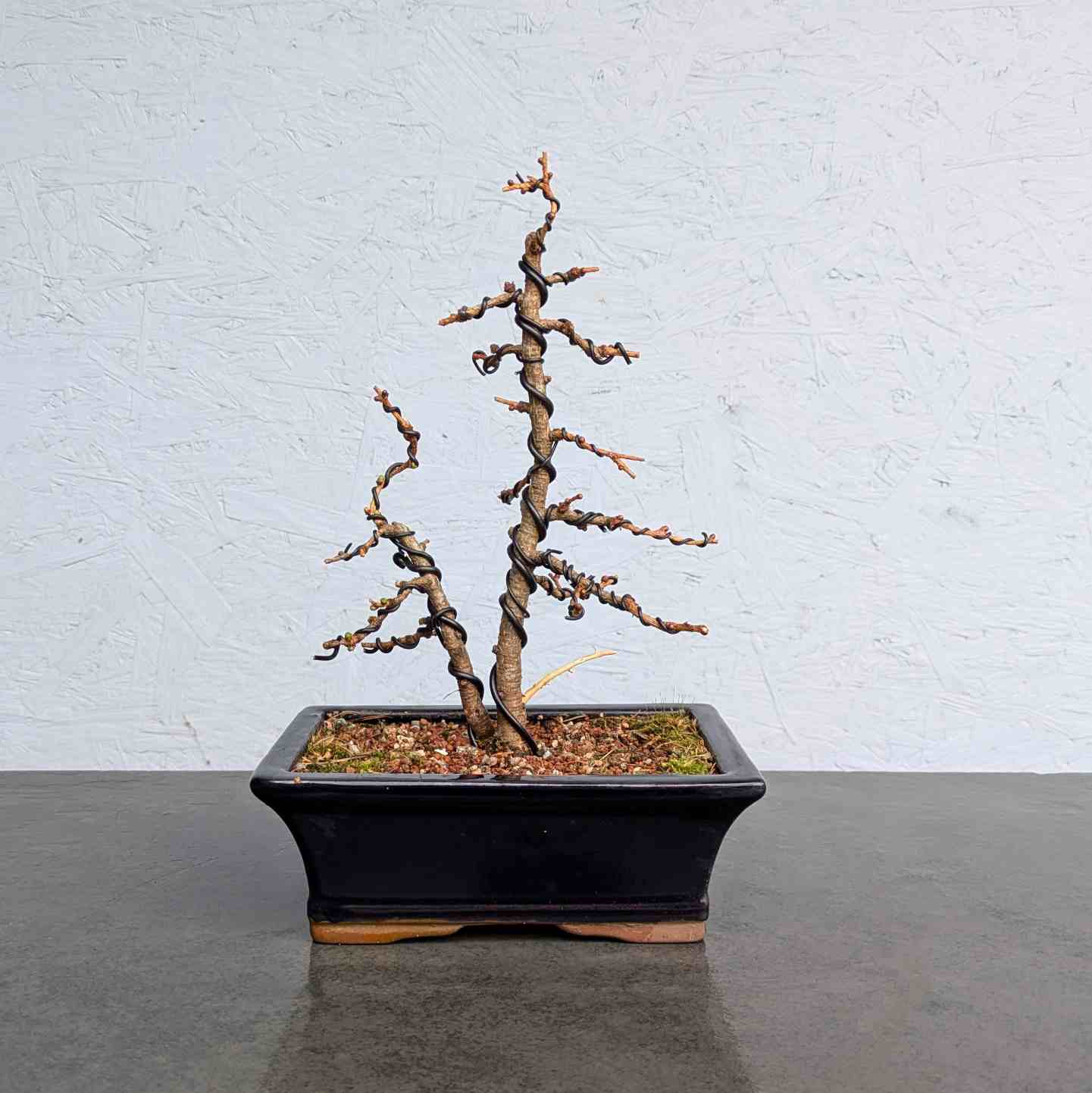 European Larch