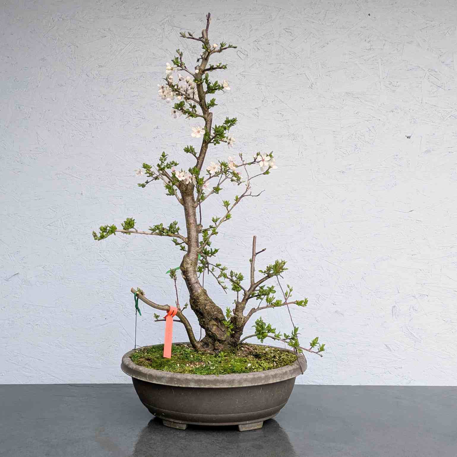 Cherry Plum