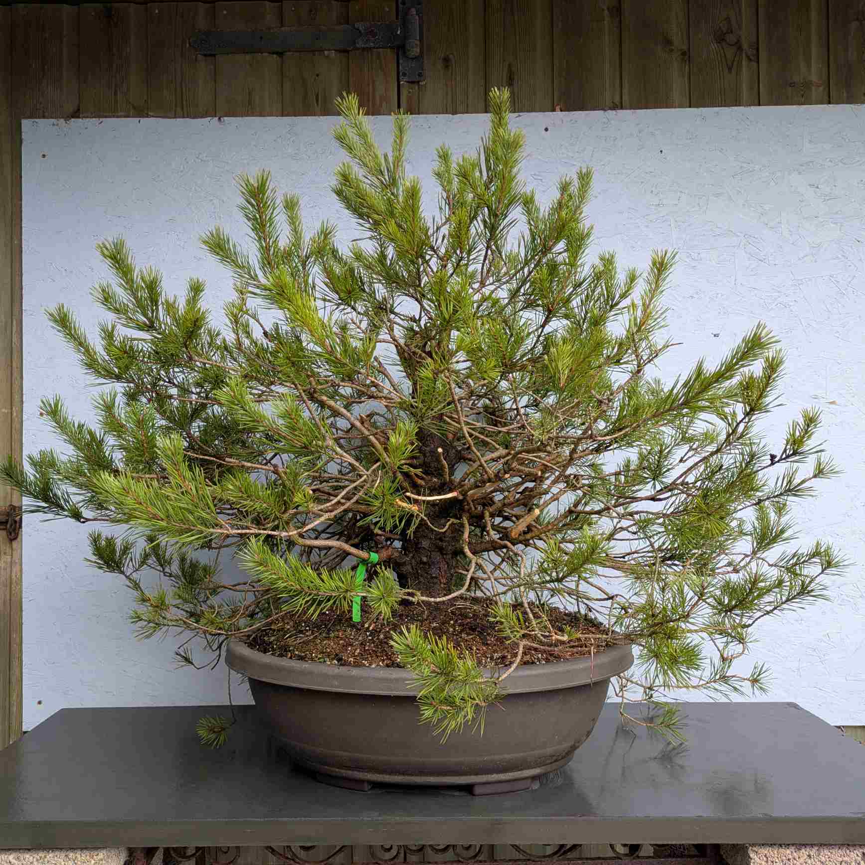 Scots Pine