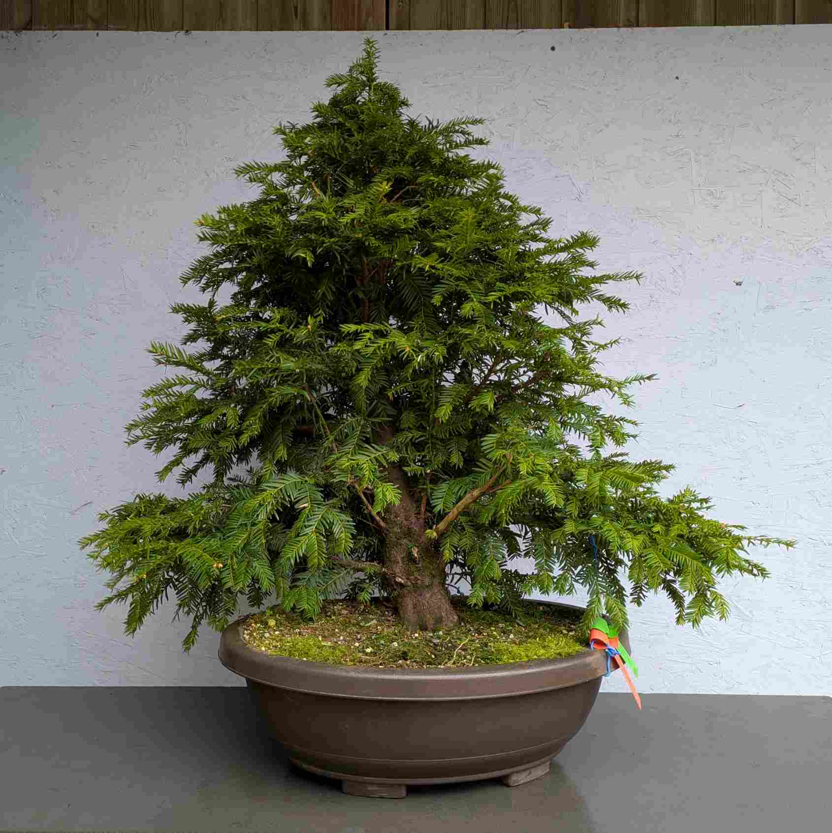 European Yew