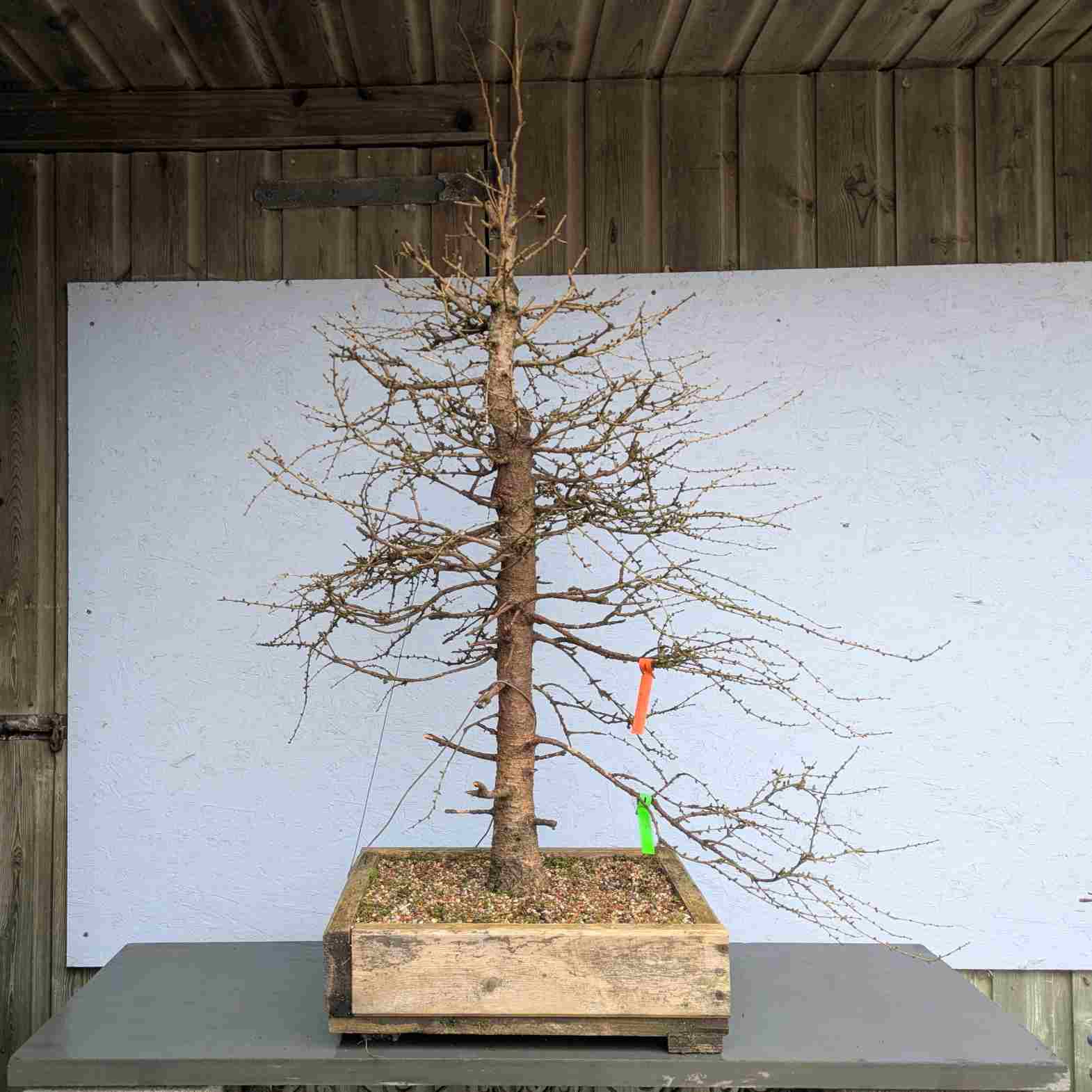 European Larch