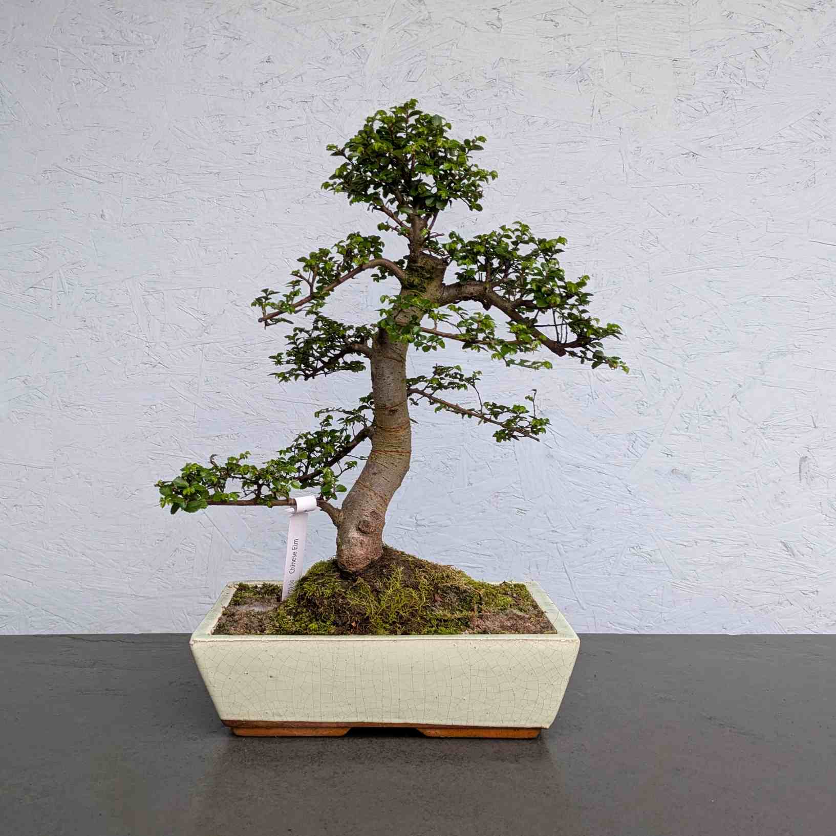 Chinese Elm