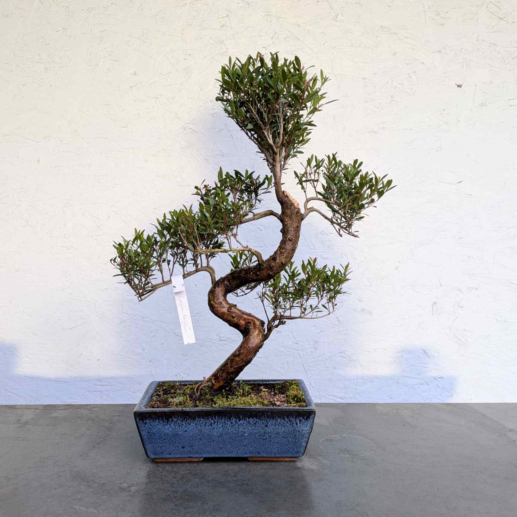 Syzygium