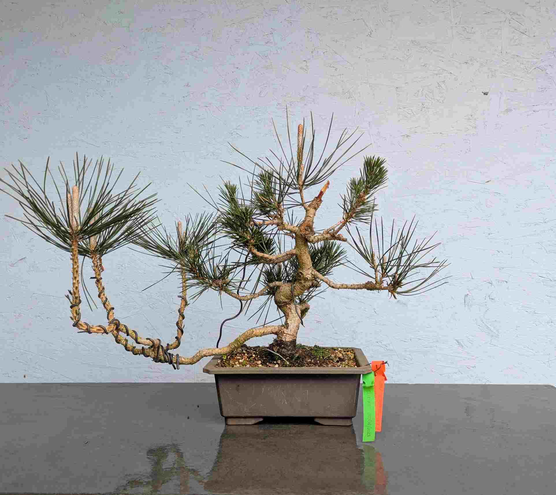 Japanese Black Pine