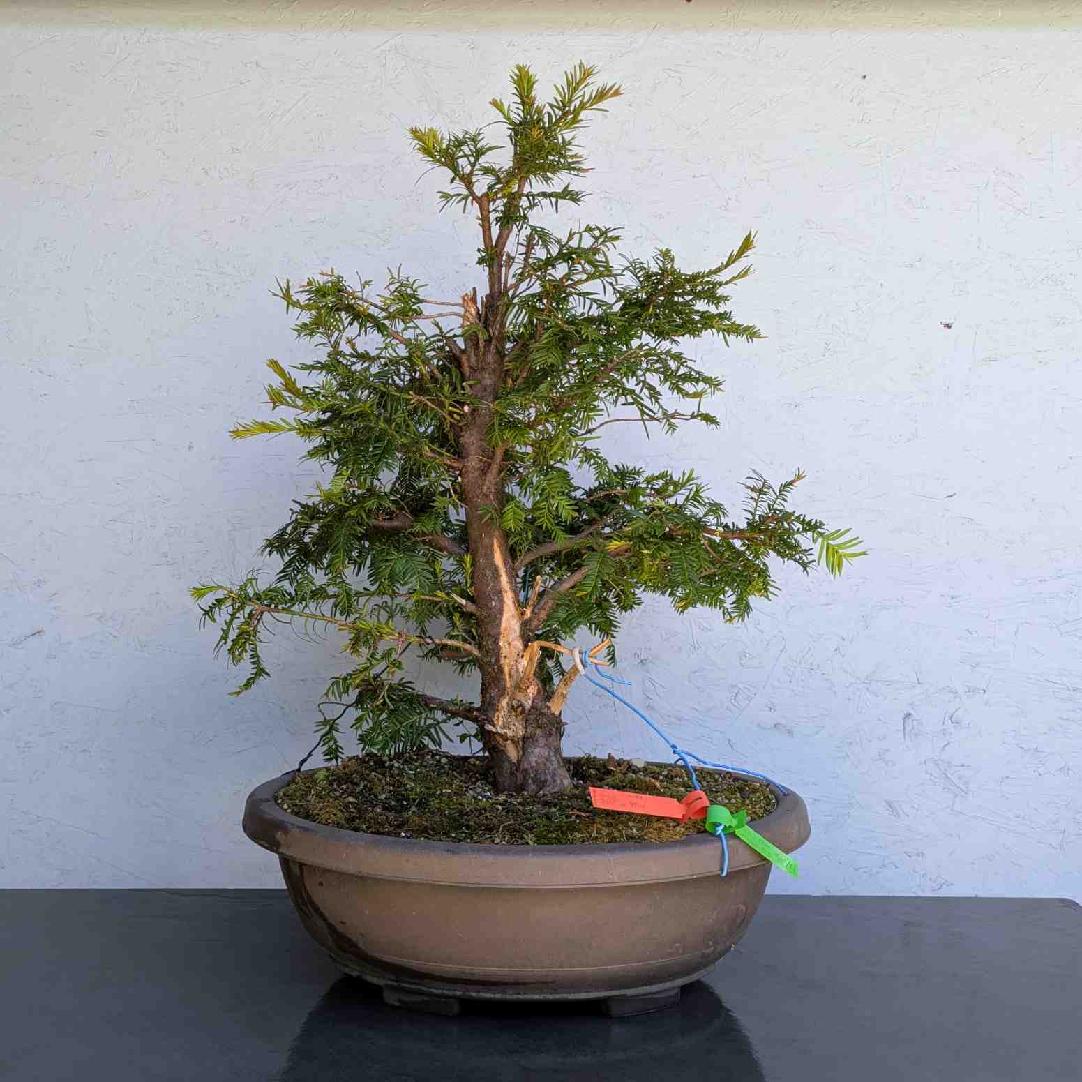 European Yew