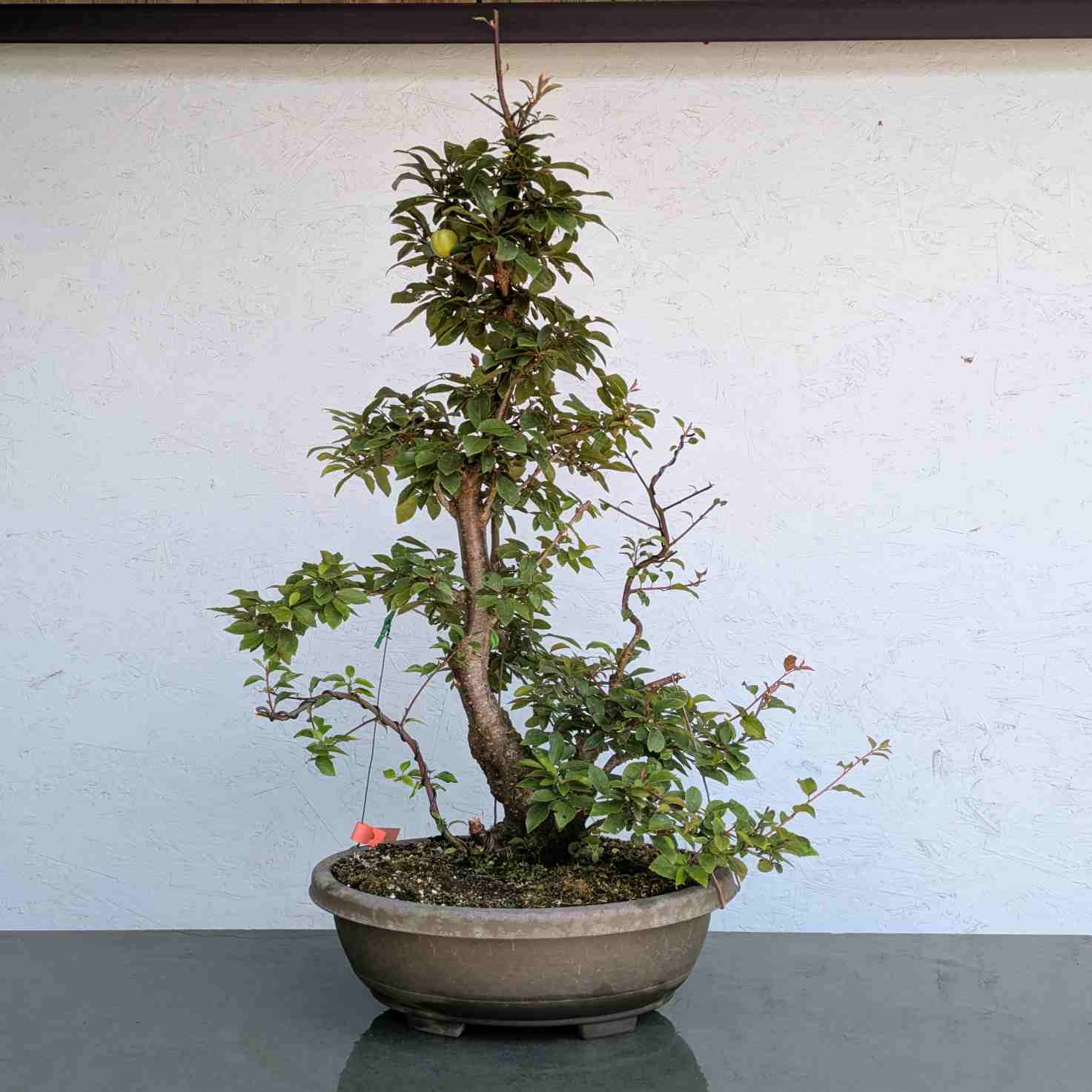 Cherry Plum