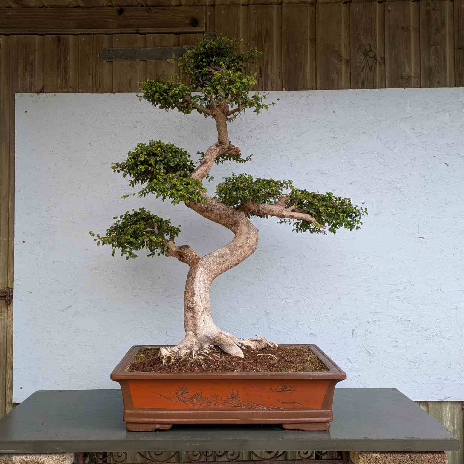 Chinese Elm
