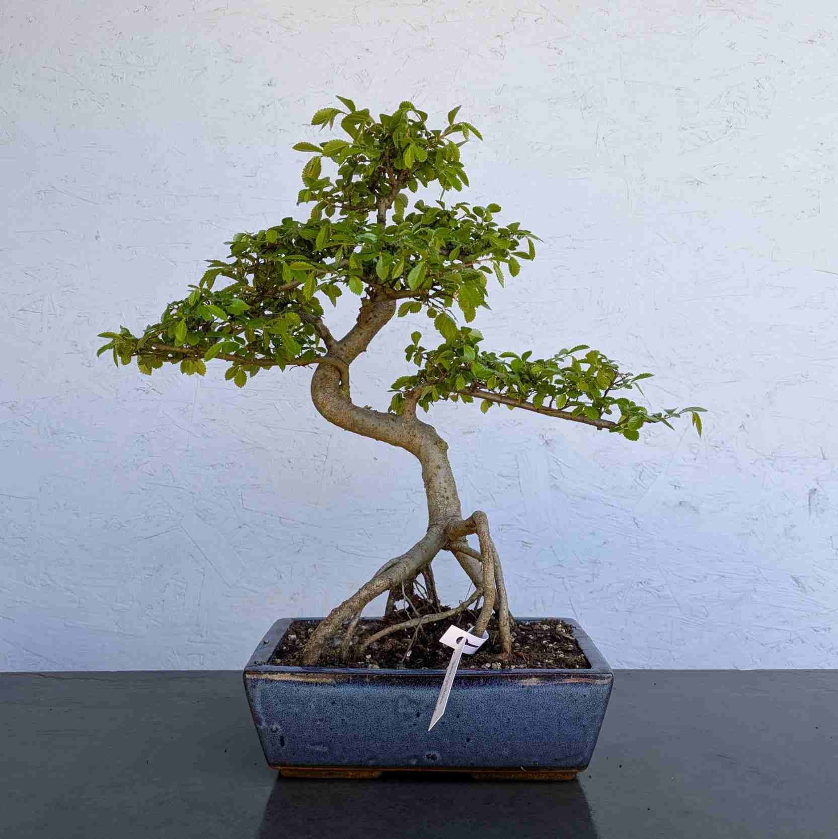 Chinese Elm