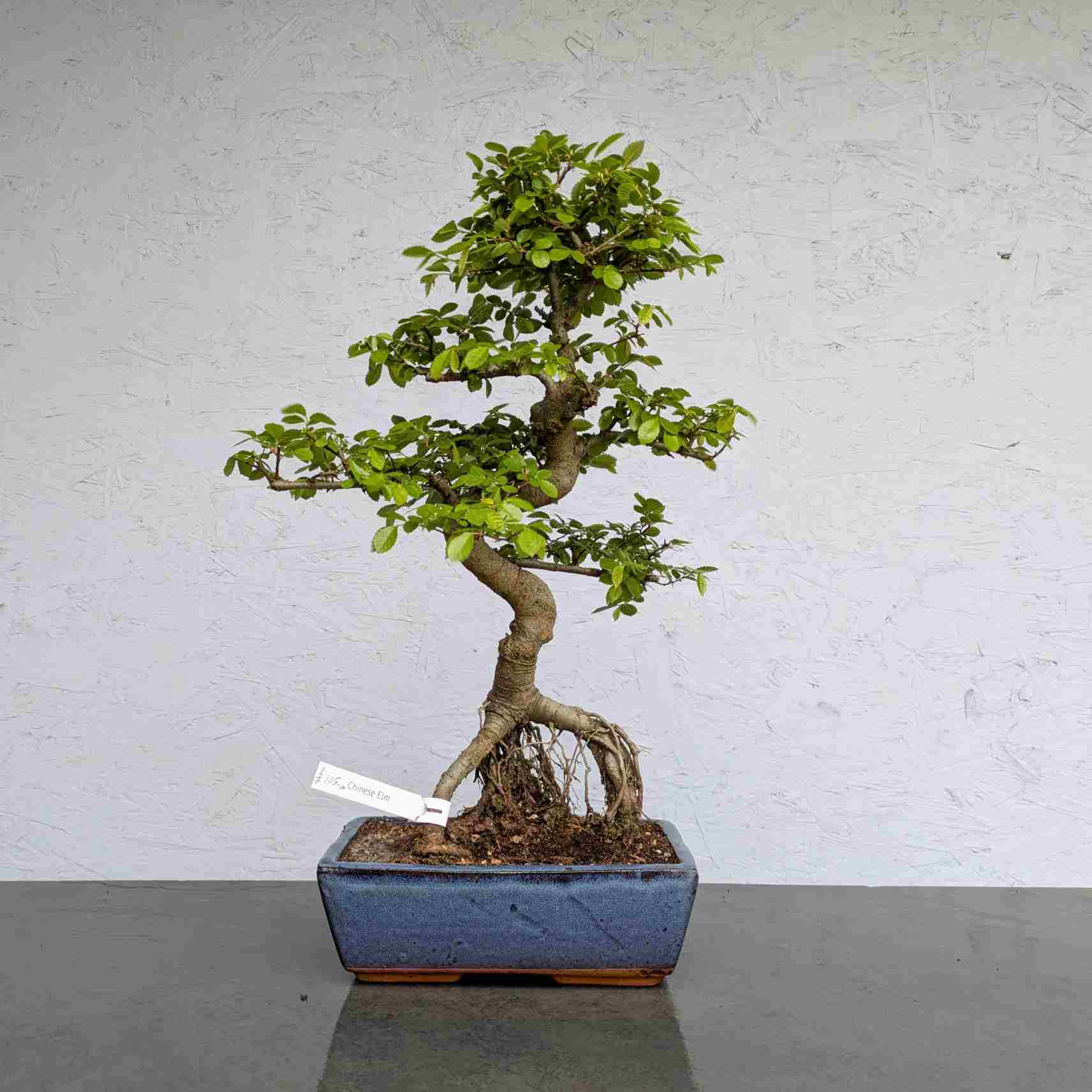 Chinese Elm