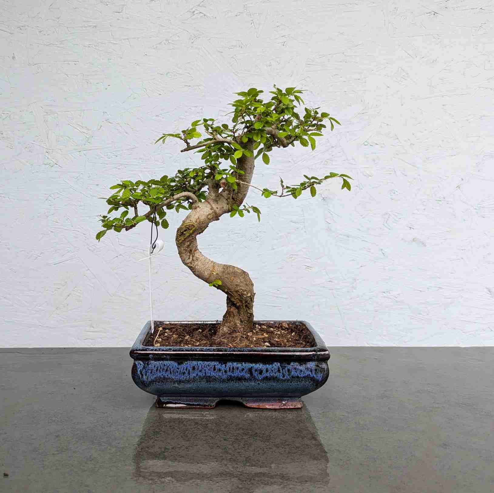 Chinese Elm