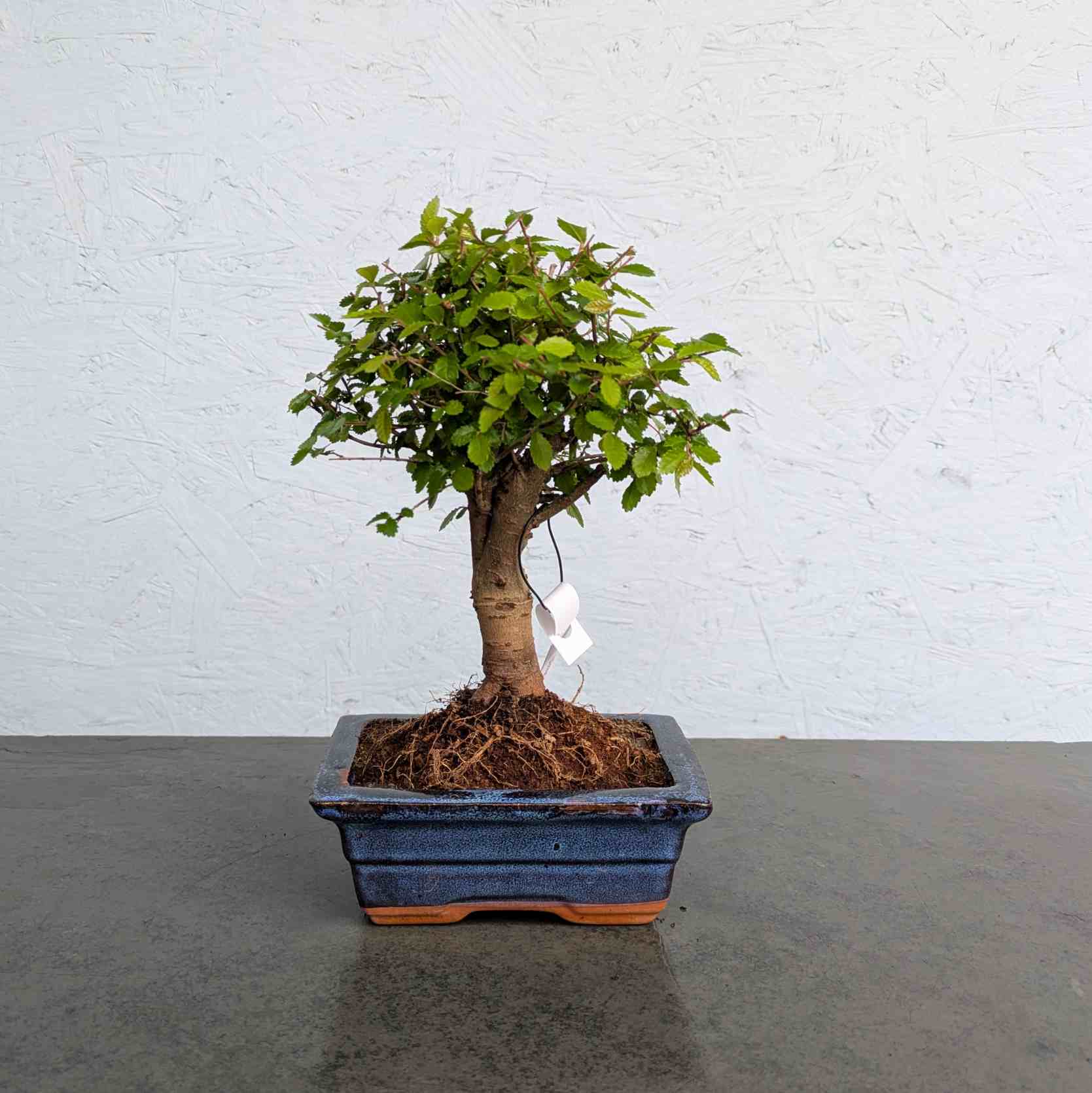 Chinese Elm