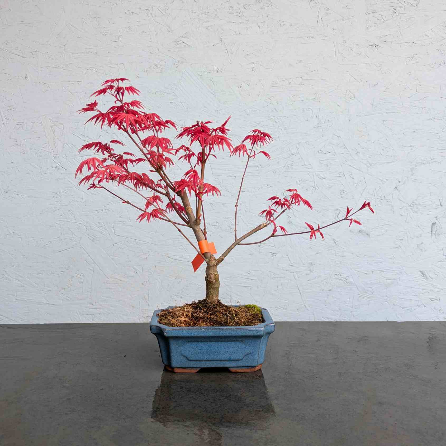 Deshojo Maple