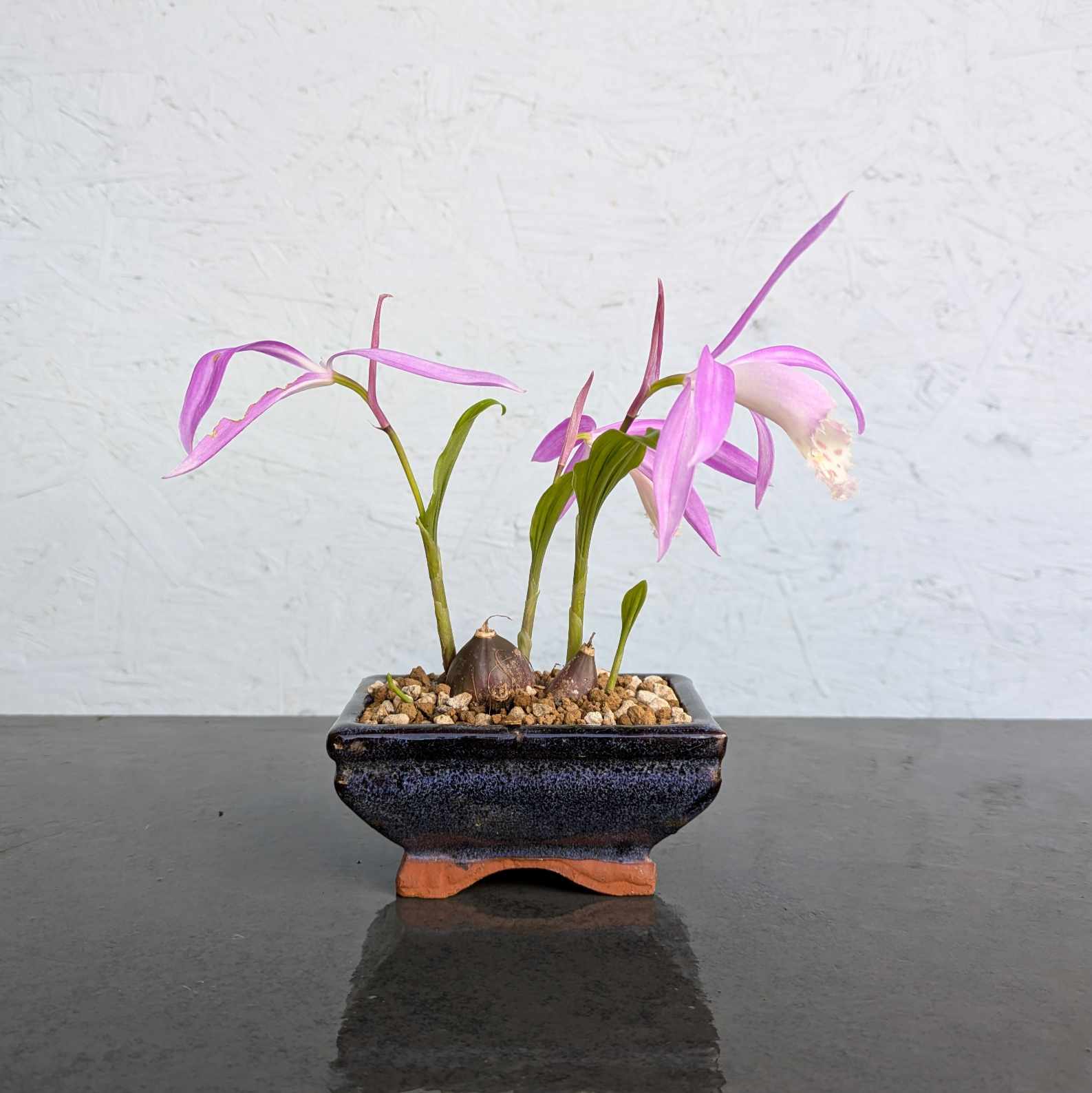 Peacock Orchid Accent Plant
