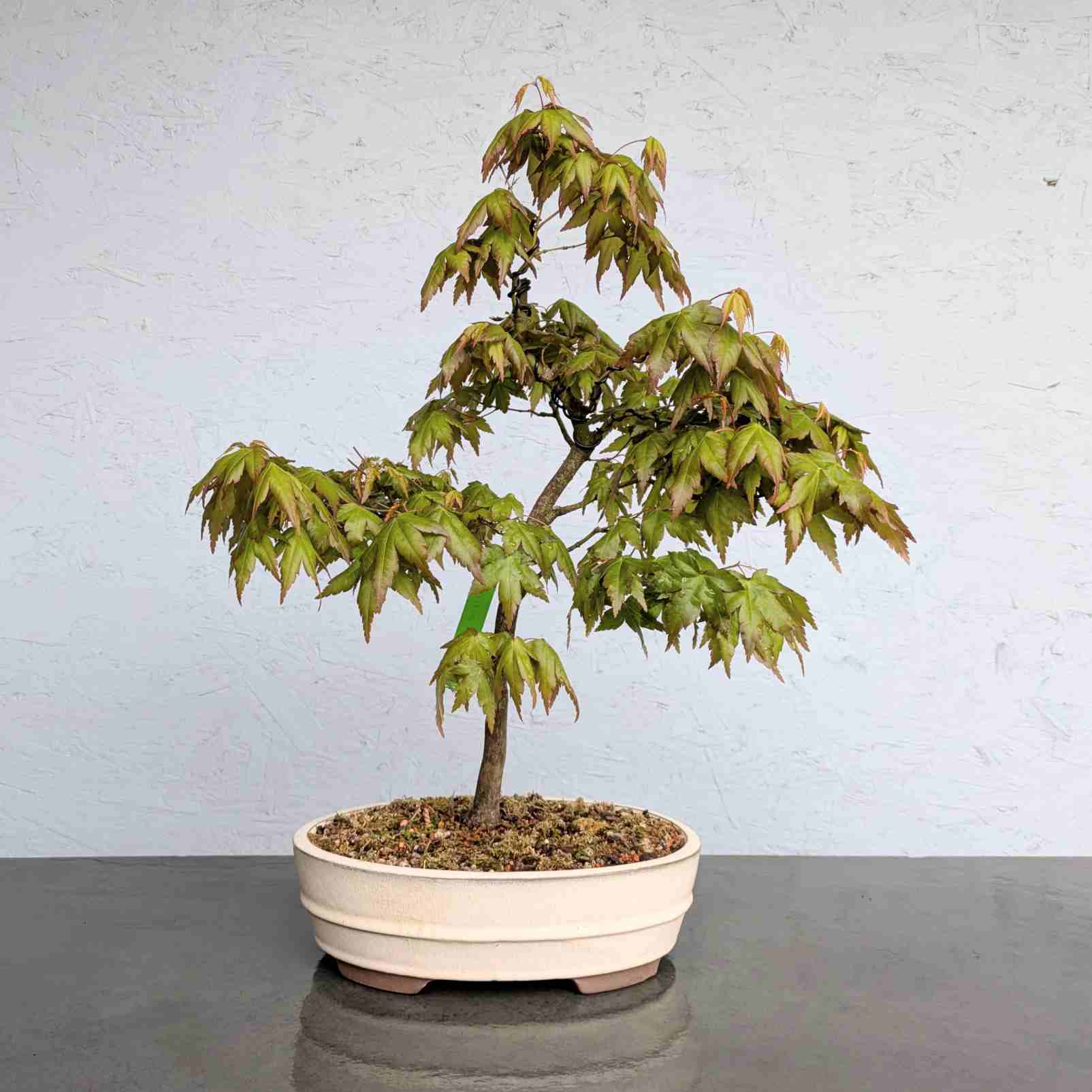 Japanese Maple