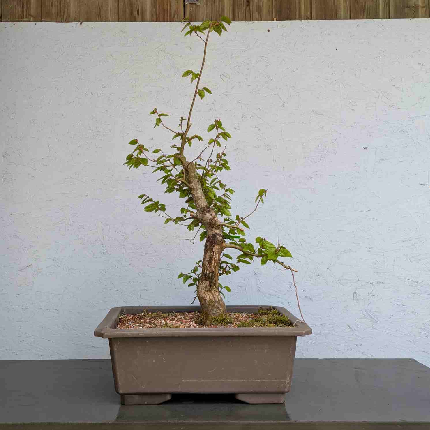 European Hornbeam