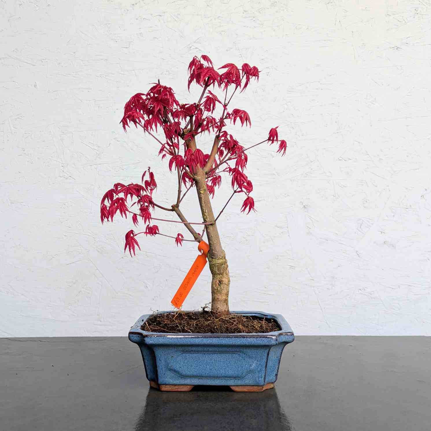 Deshojo Maple