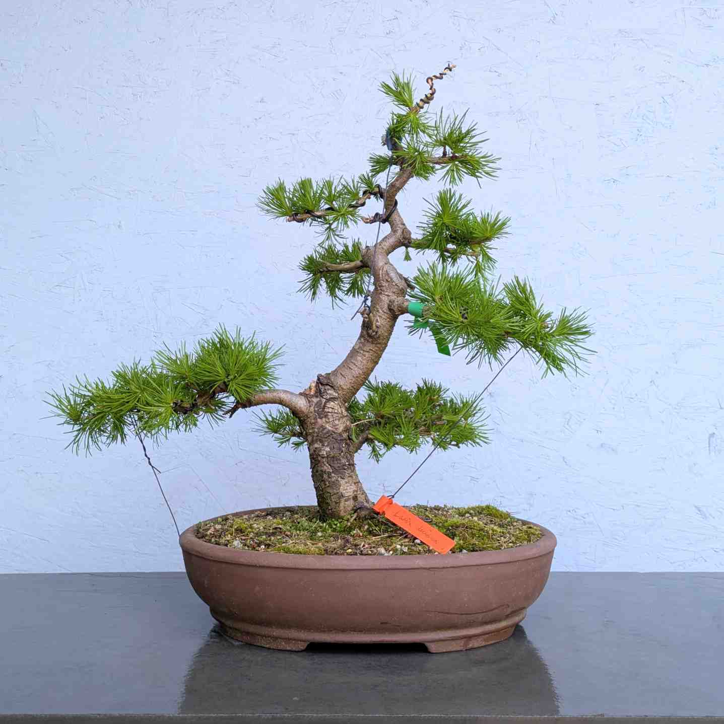 European Larch