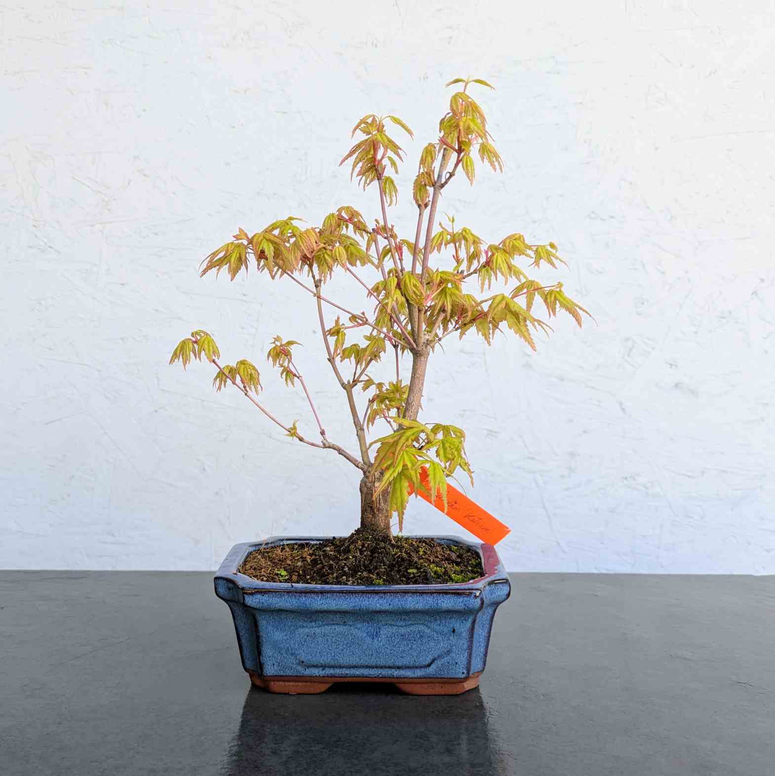 Katsura Maple