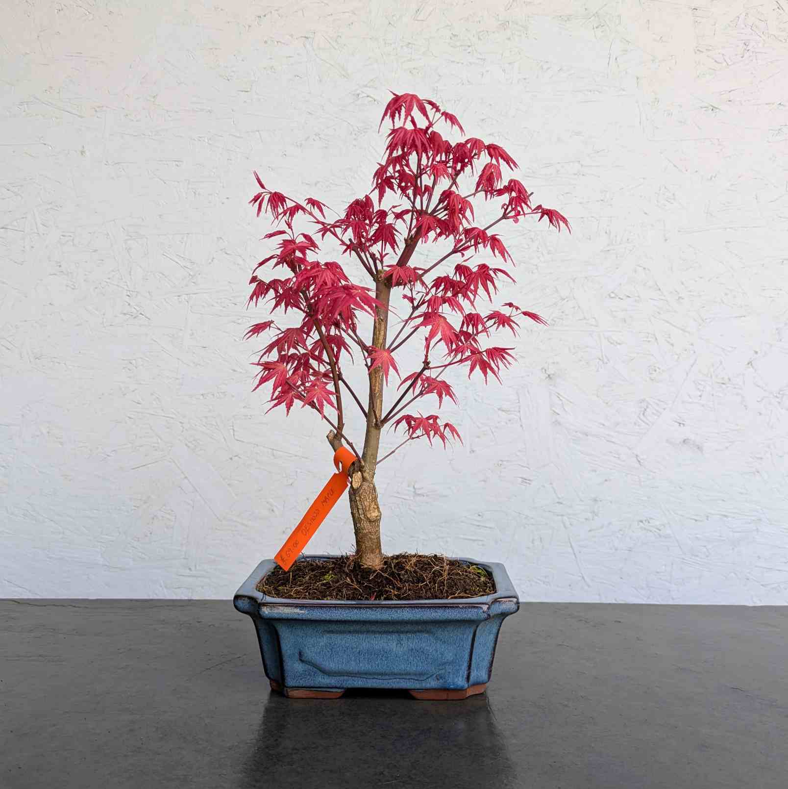 Deshojo Maple
