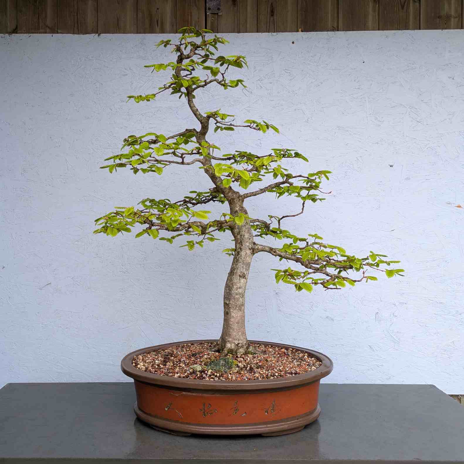 European Hornbeam