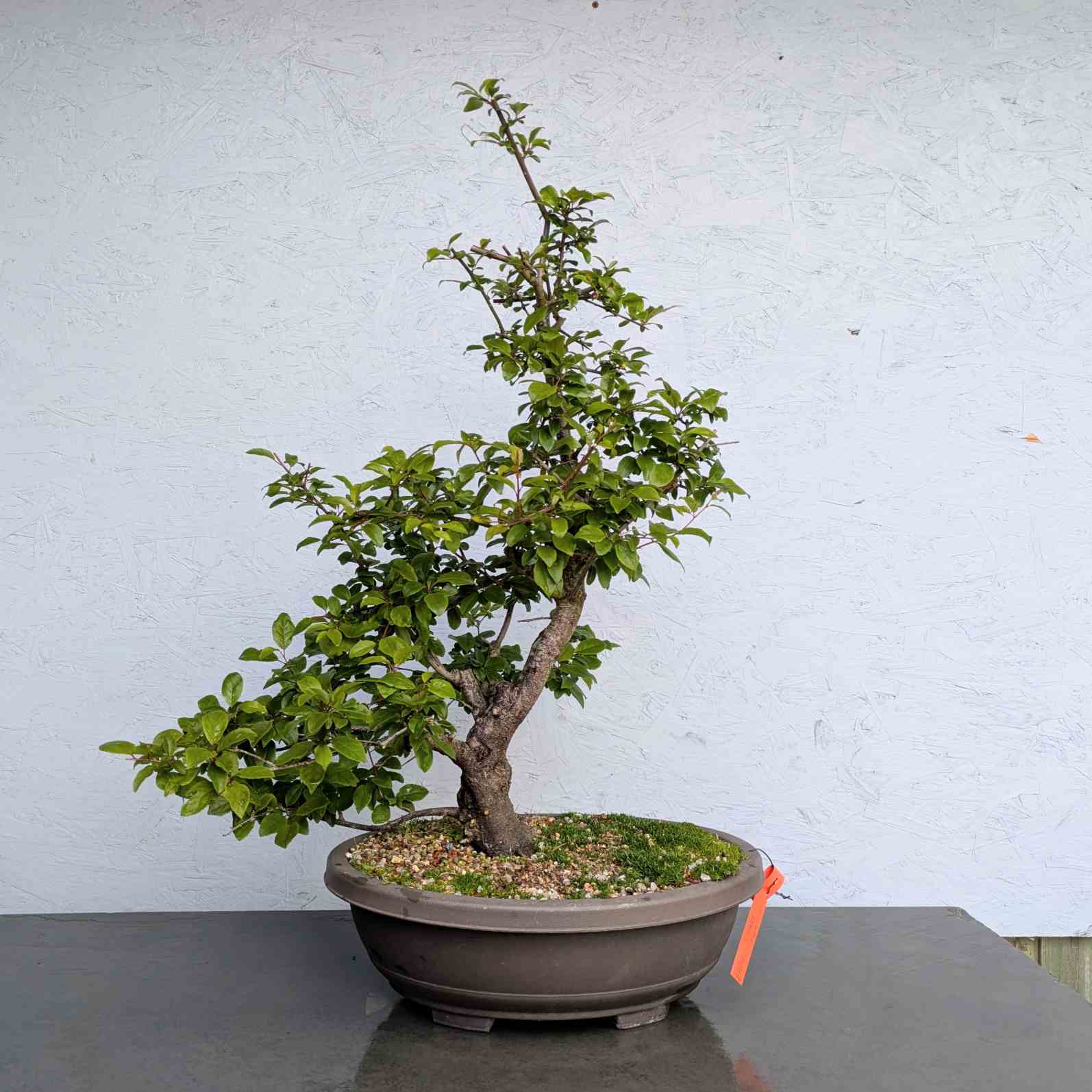Cherry Plum