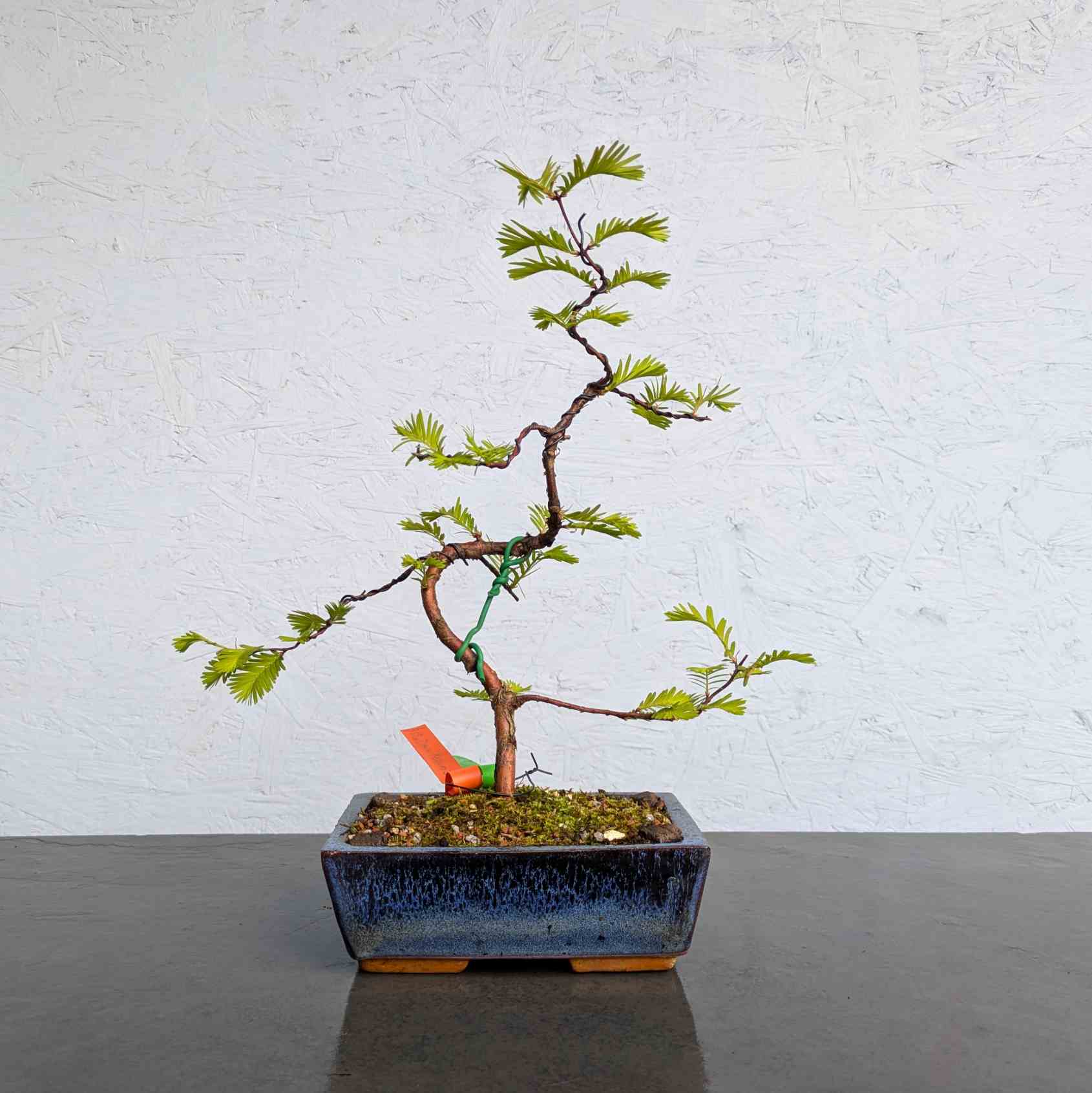 Dawn Redwood