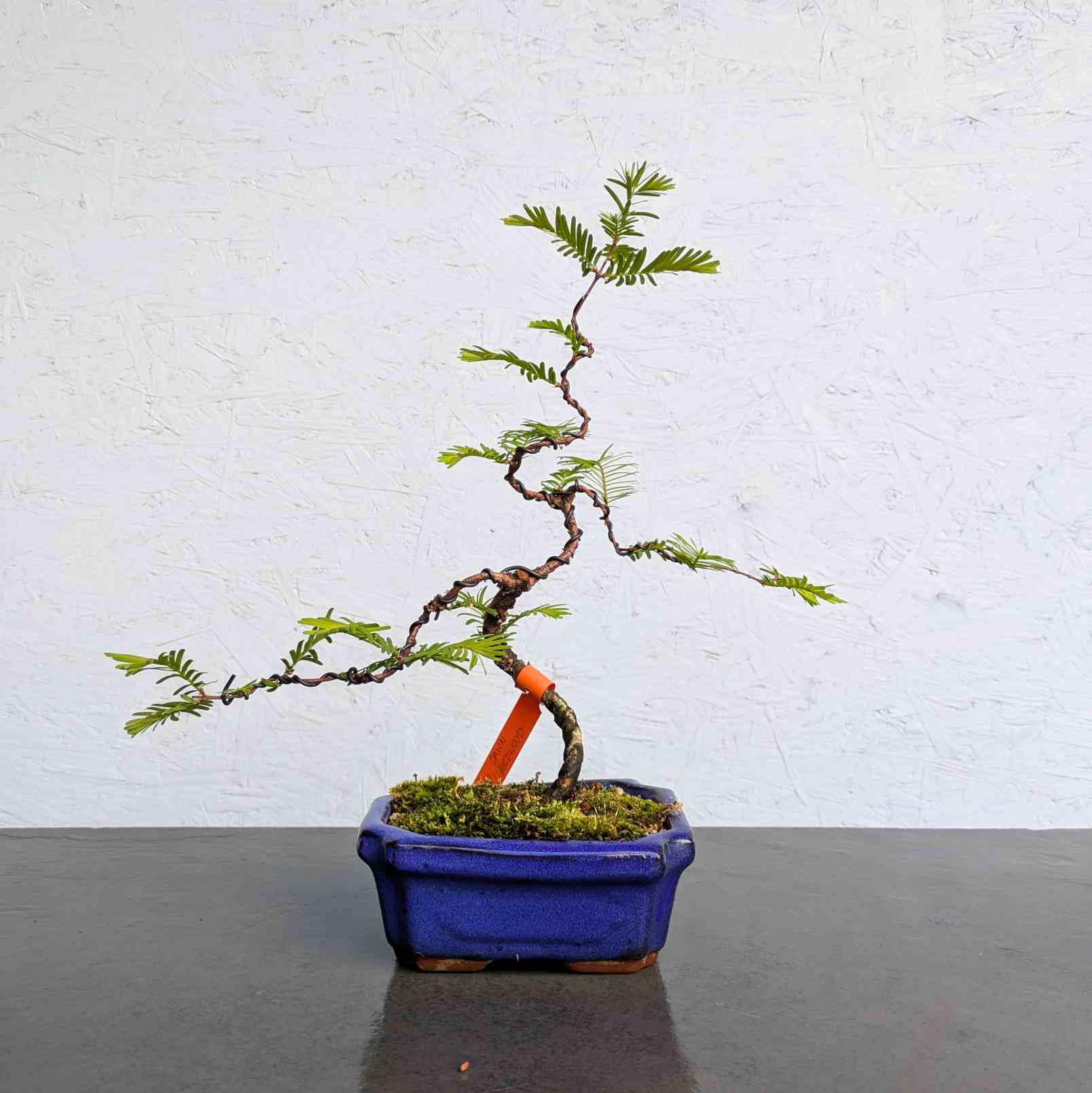 Dawn Redwood