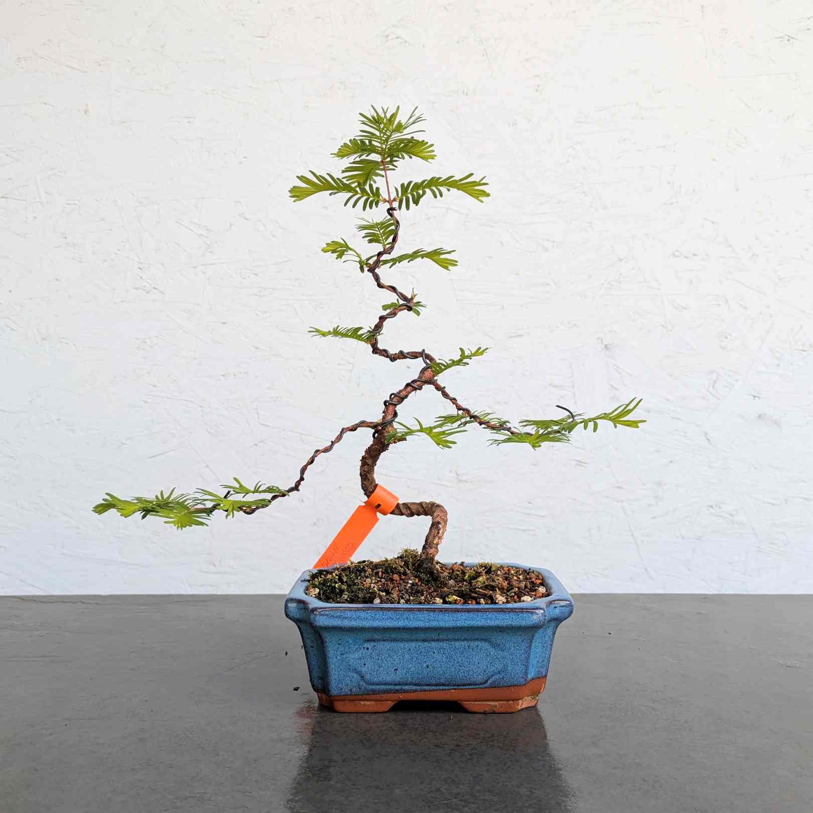 Dawn Redwood
