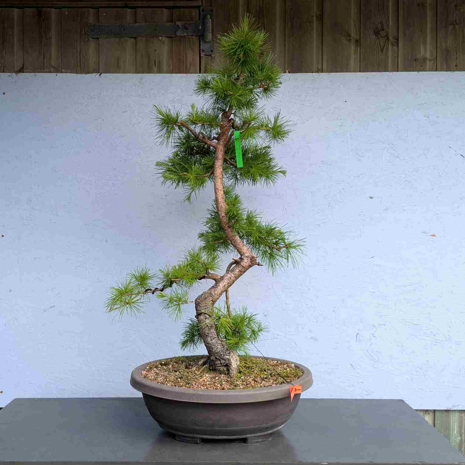European Larch