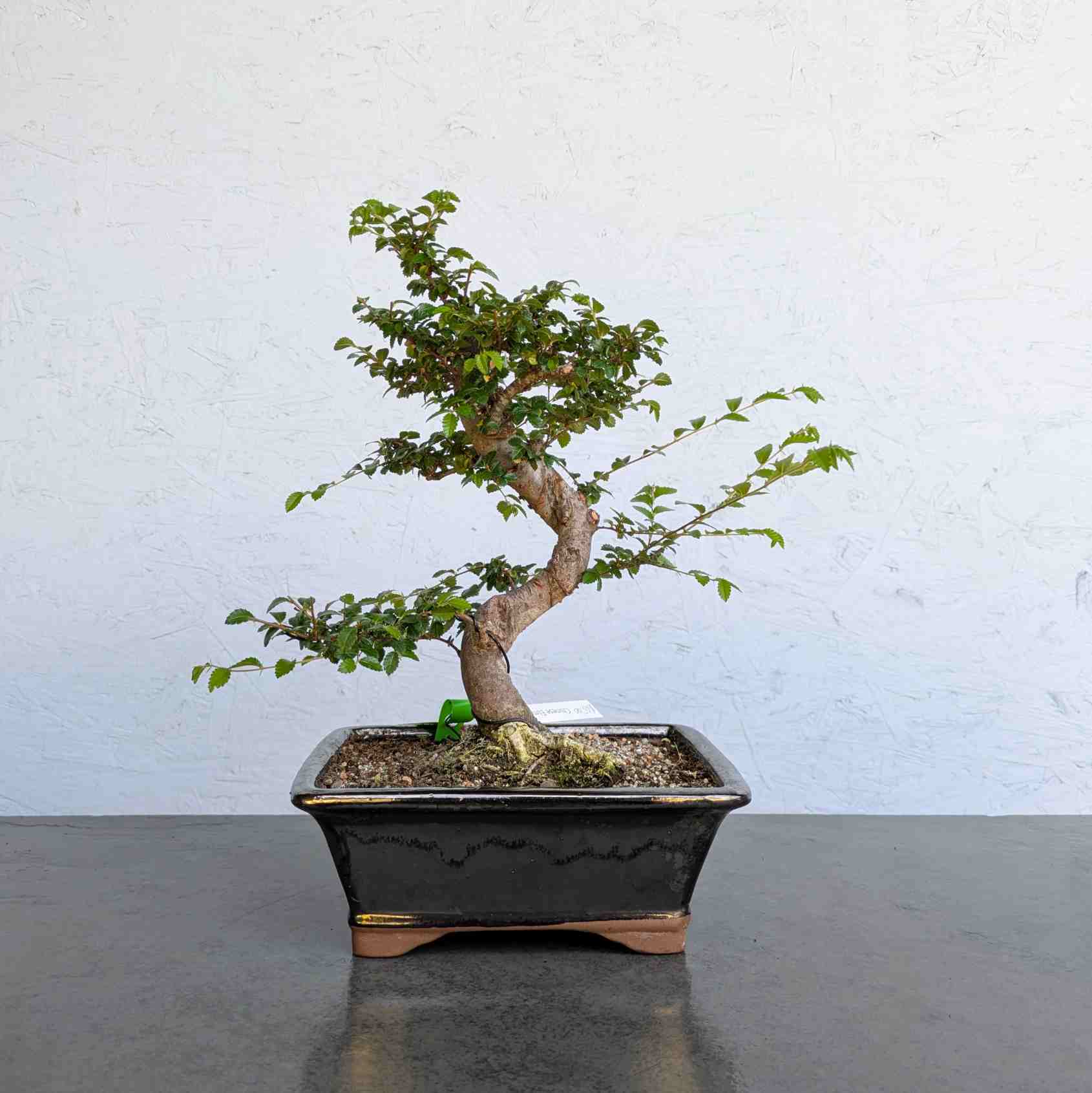 Chinese Elm
