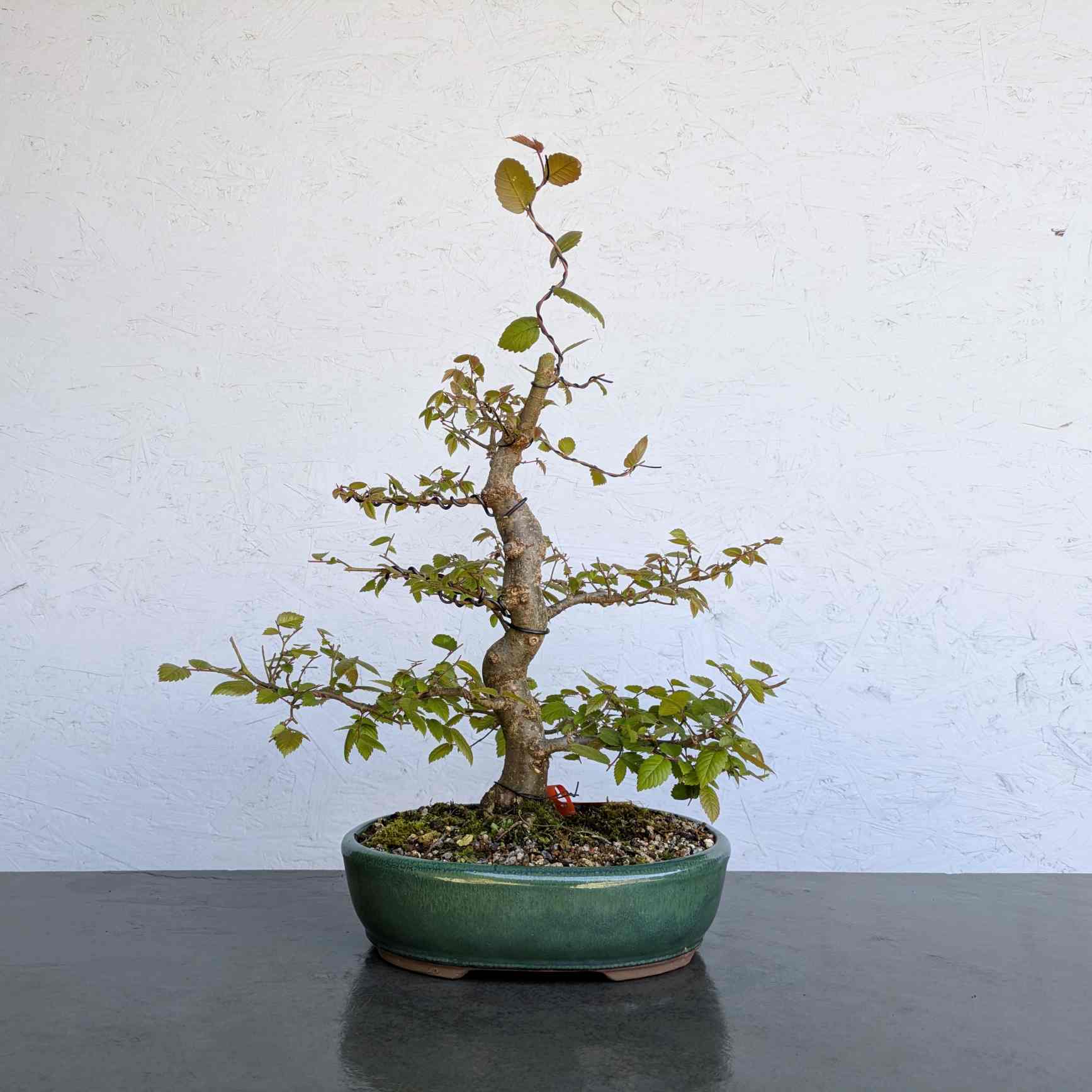 Zelkova (Japanese Grey-Bark Elm)