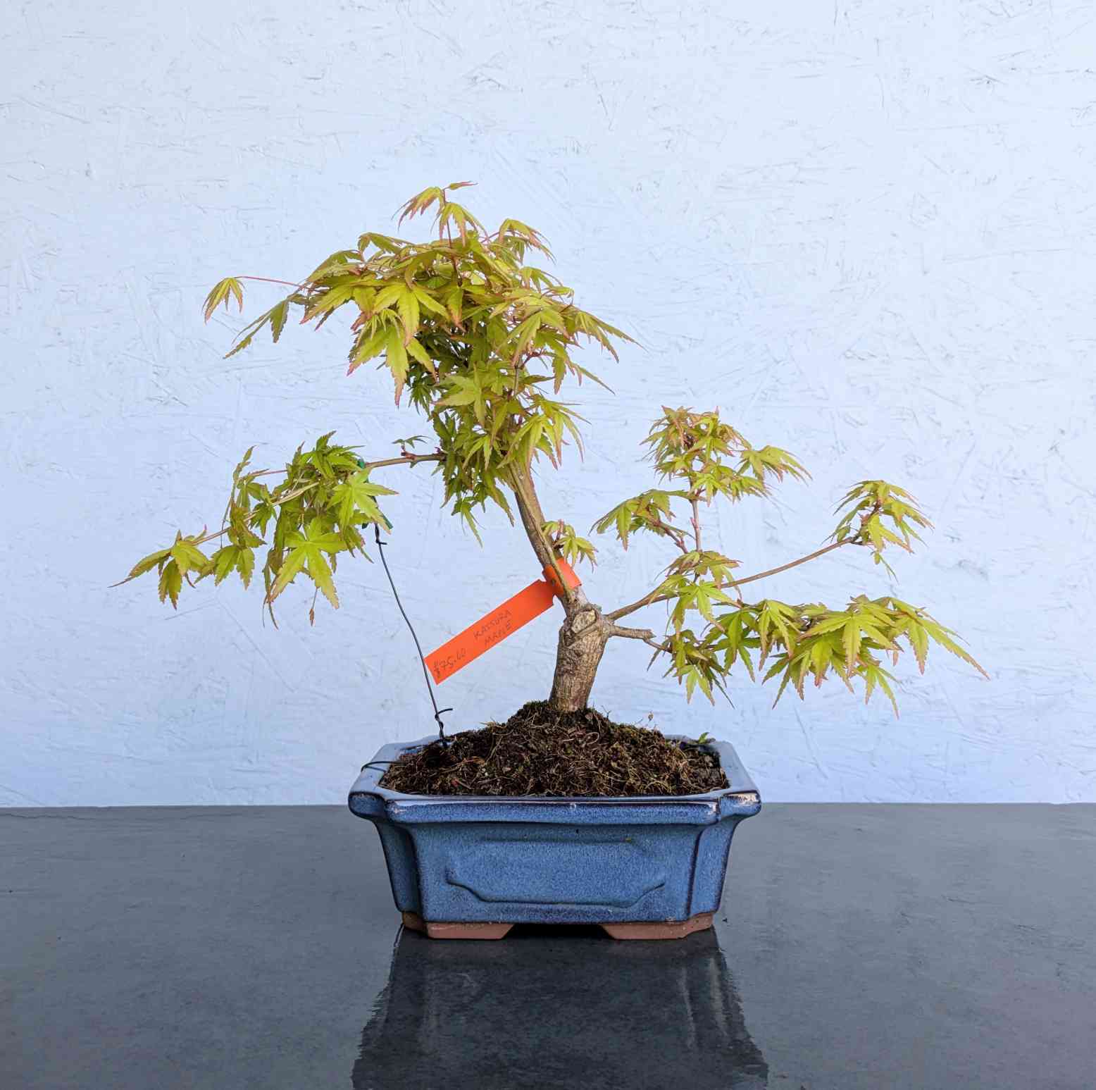 Katsura Maple